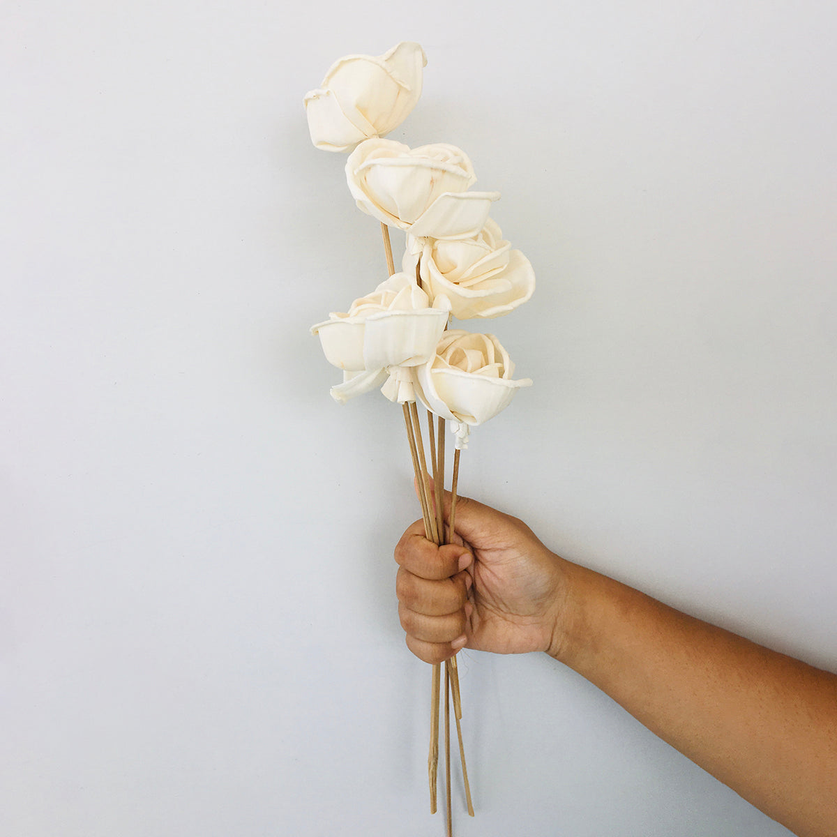 Dried Sola Flowers | Set of 5