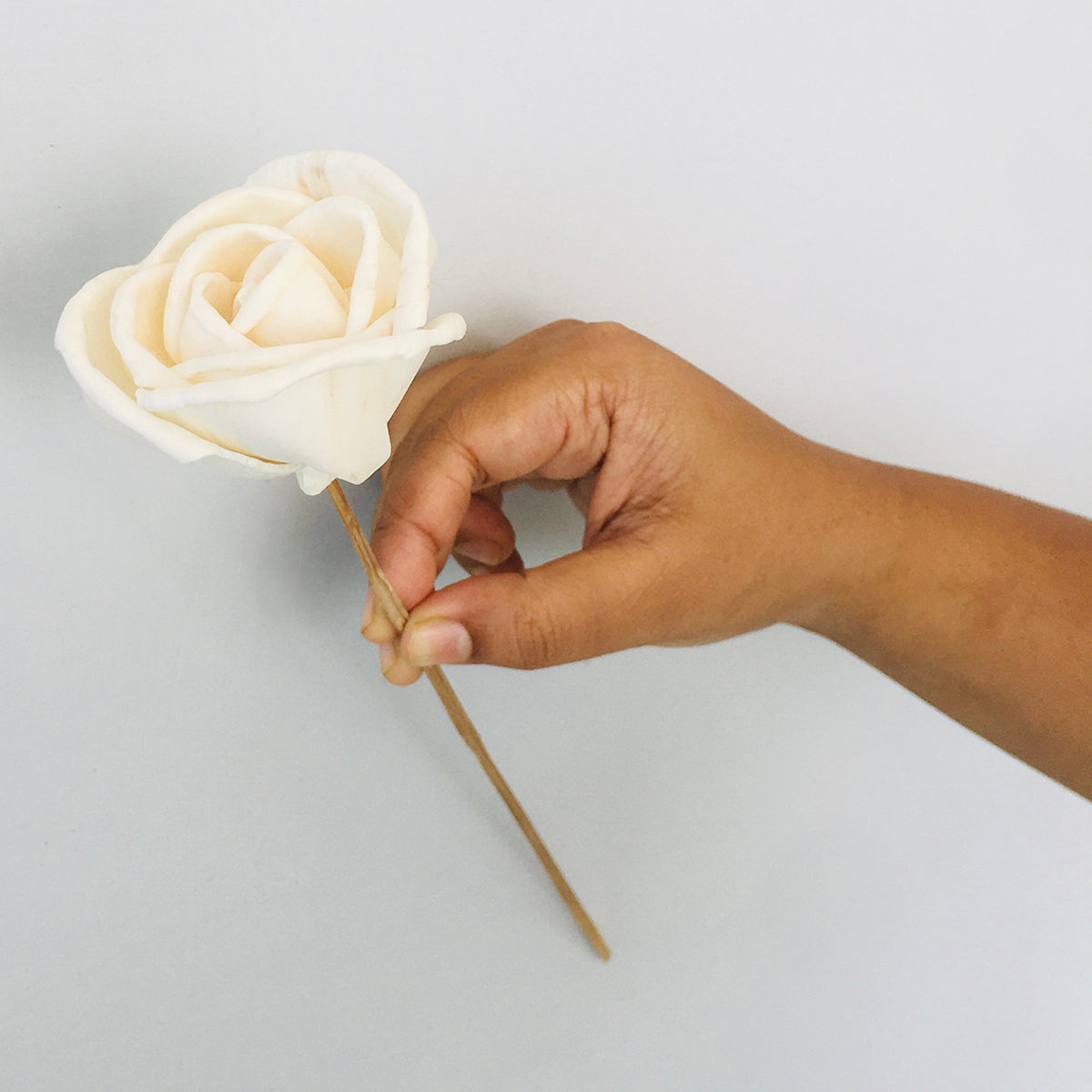 Dried Sola Flowers | Set of 5