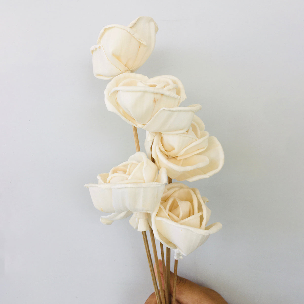 Dried Sola Flowers | Set of 5