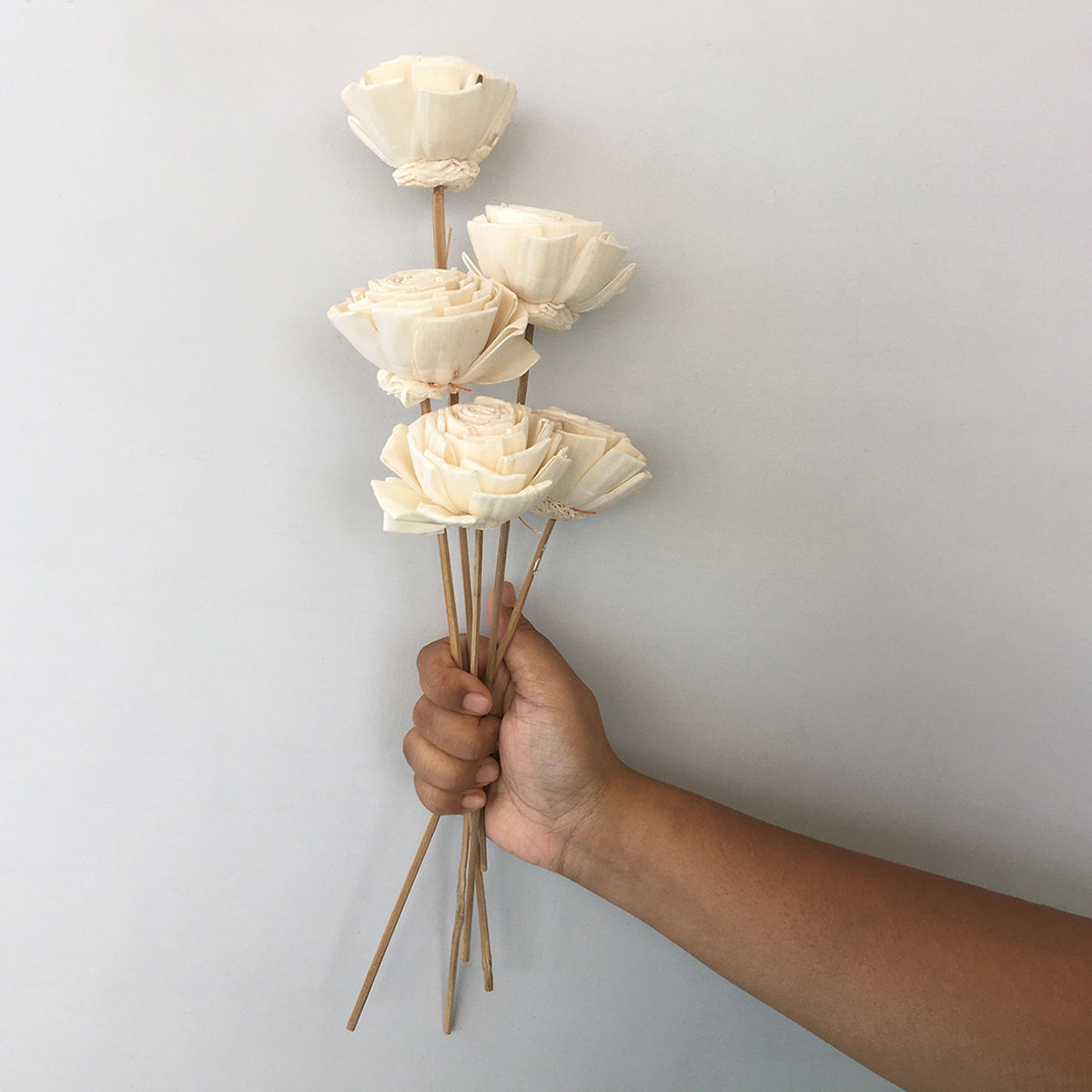 Dried Sola Flowers | Set of 5