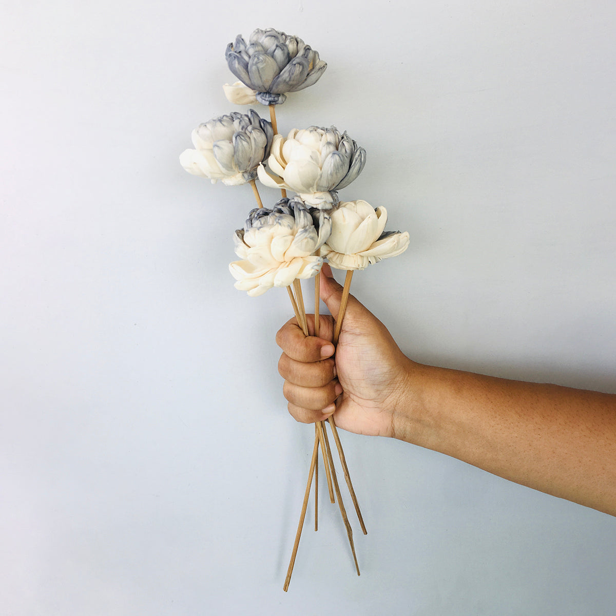 Dried Sola Flowers | Set of 5