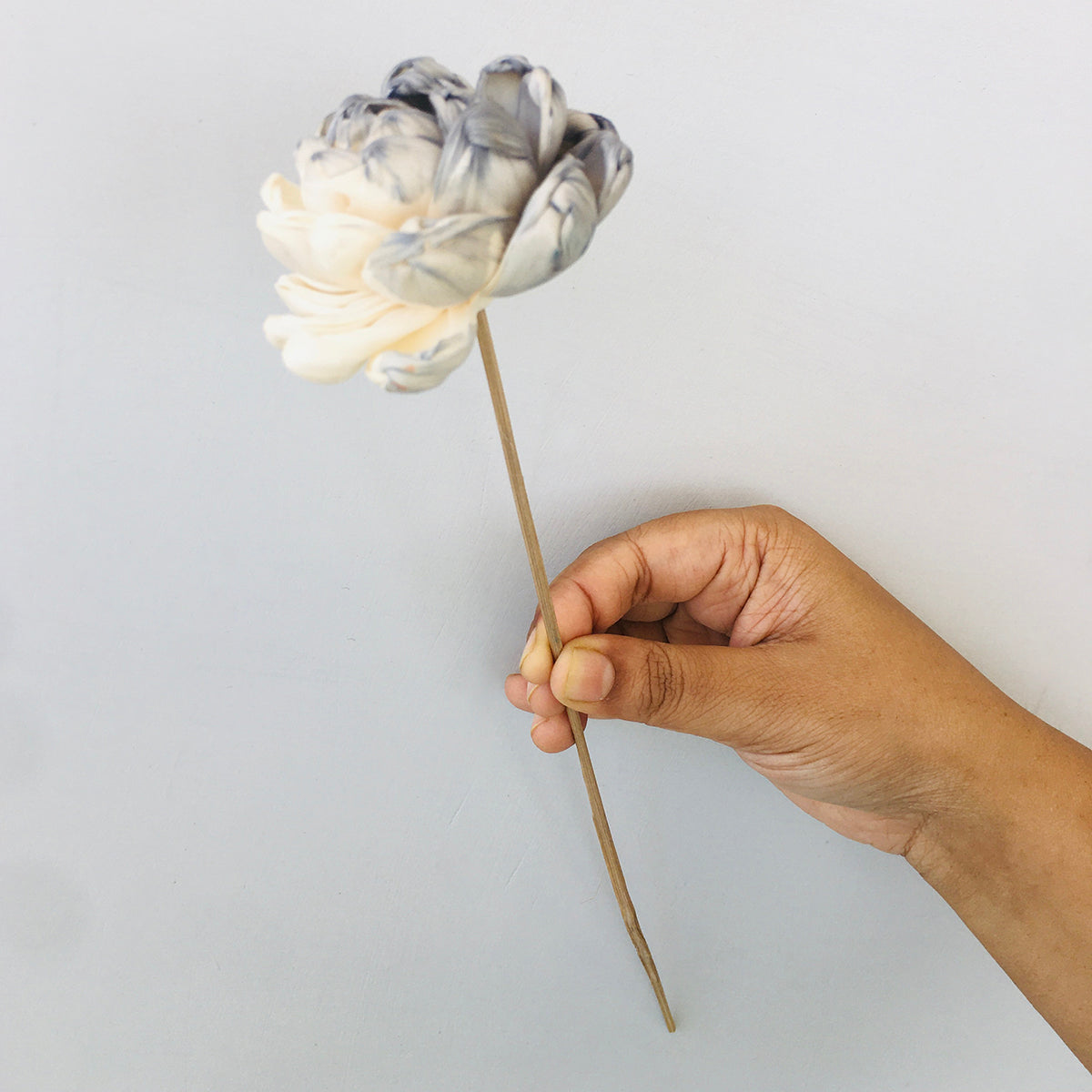 Dried Sola Flowers | Set of 5