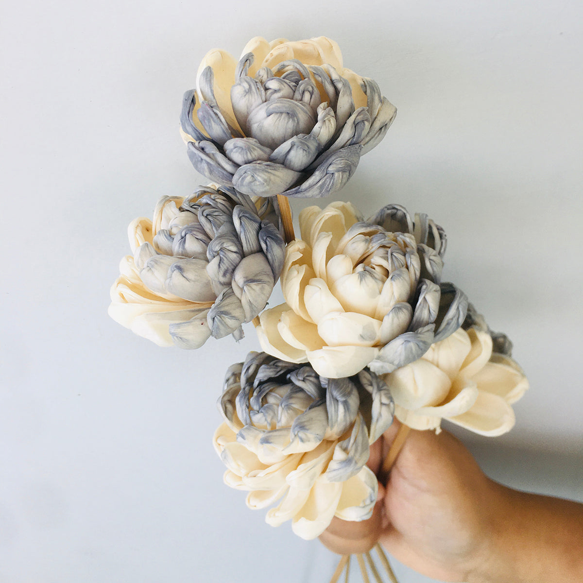 Dried Sola Flowers | Set of 5