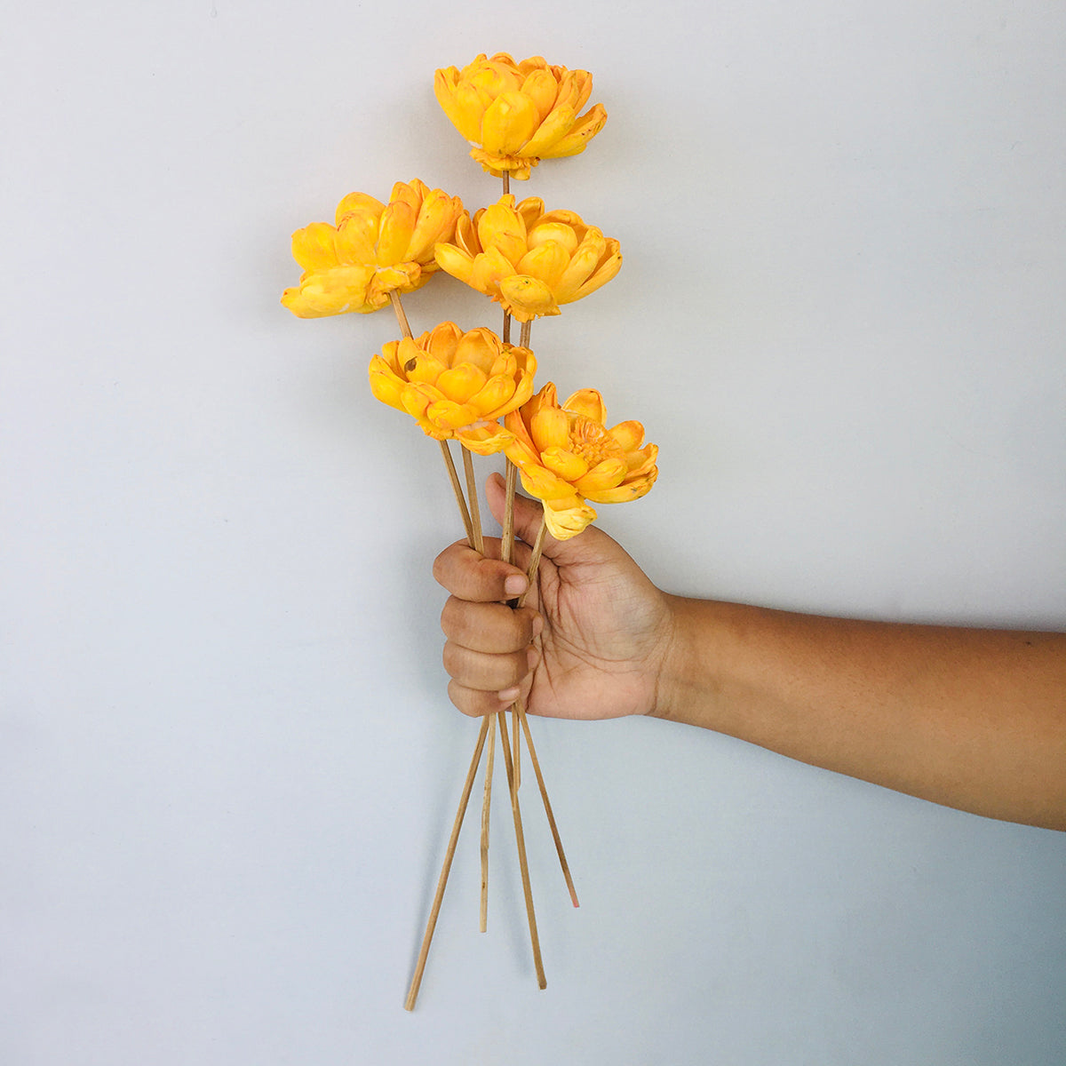 Dried Sola Flowers | Set of 5