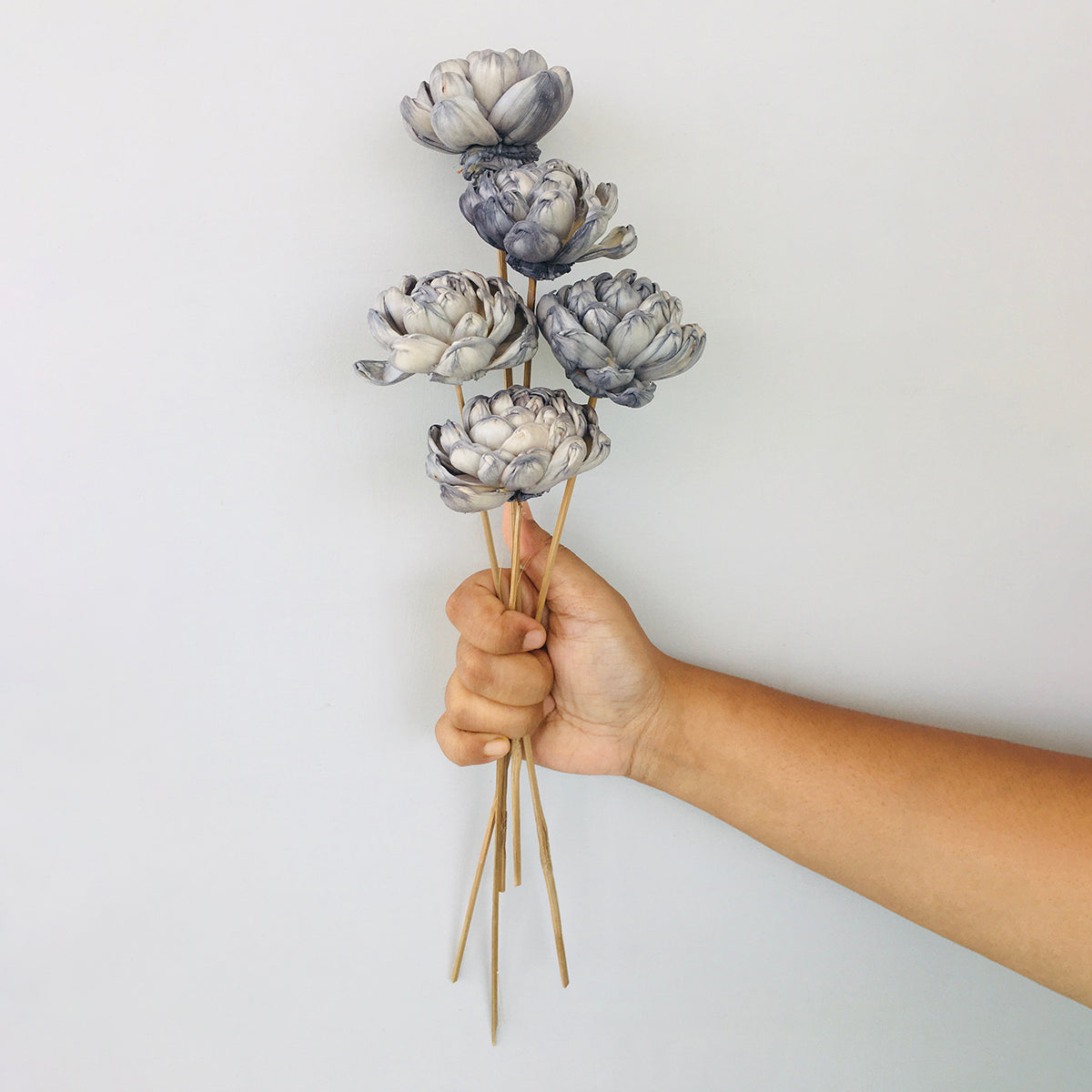 Dried Sola Flowers | Set of 5