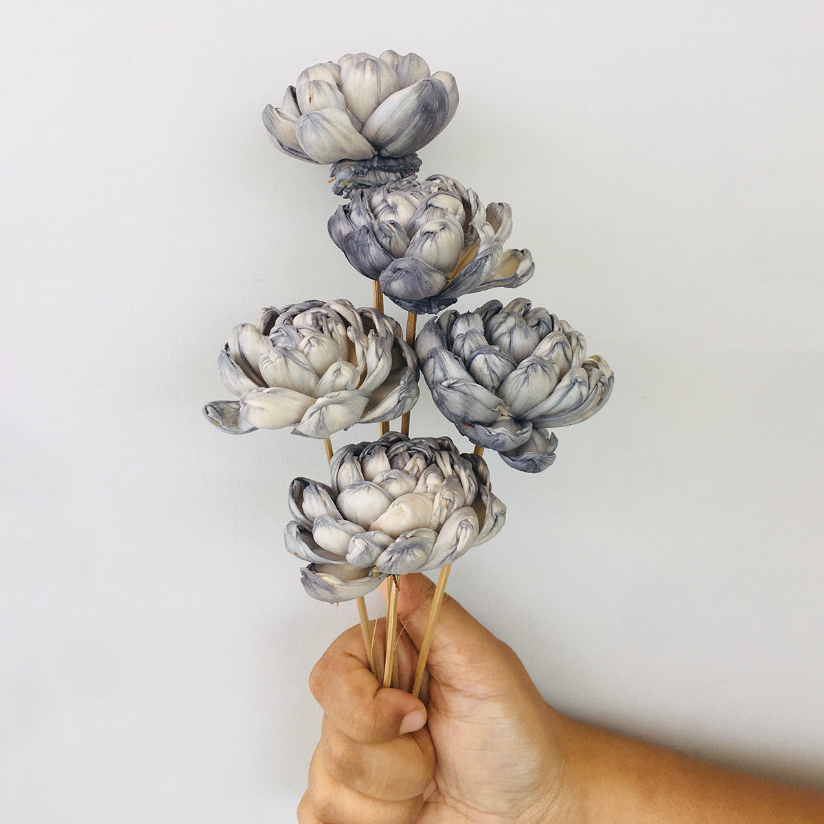 Dried Sola Flowers | Set of 5