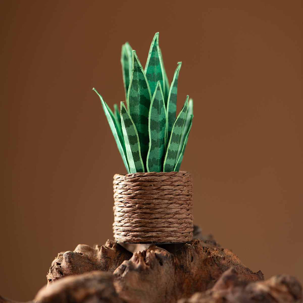 Snake Plant | Miniature Paper Plant