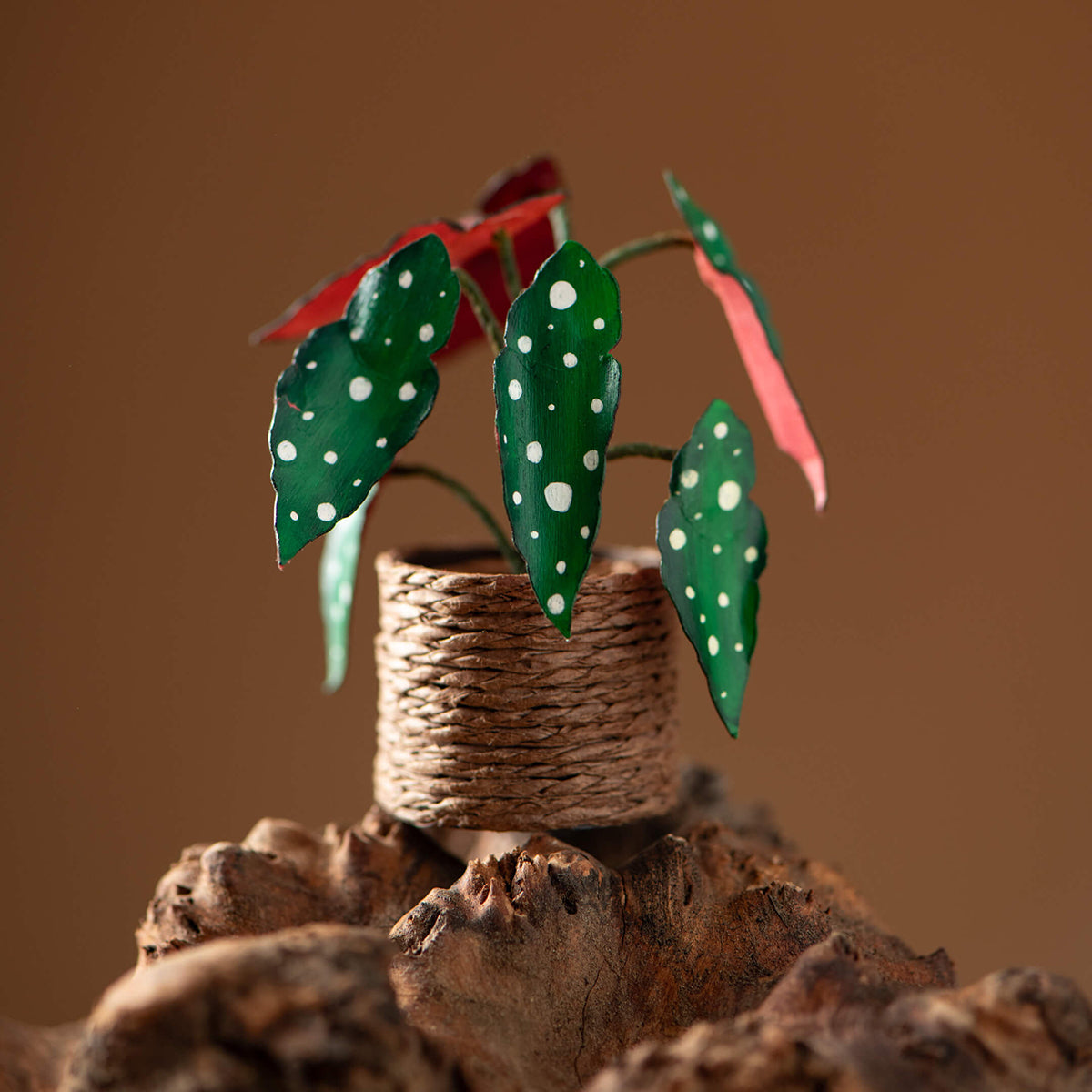 Polka Dot Begonia | Miniature Paper Plant