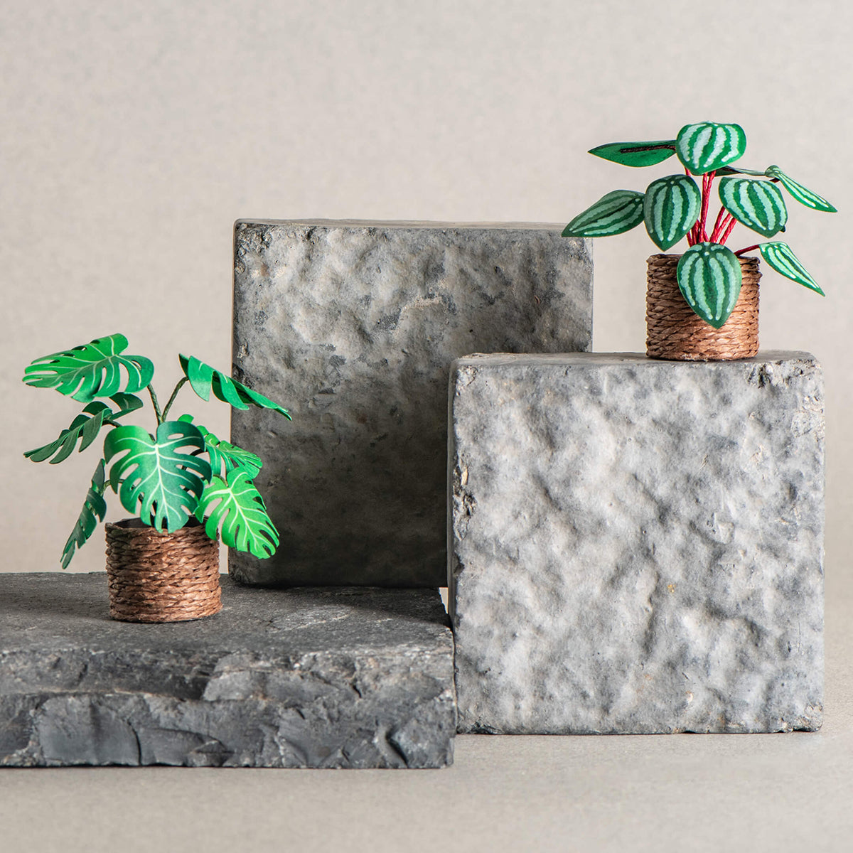 Monstera & Watermelon Peperomia| Set of 2 | Miniature Paper Plant