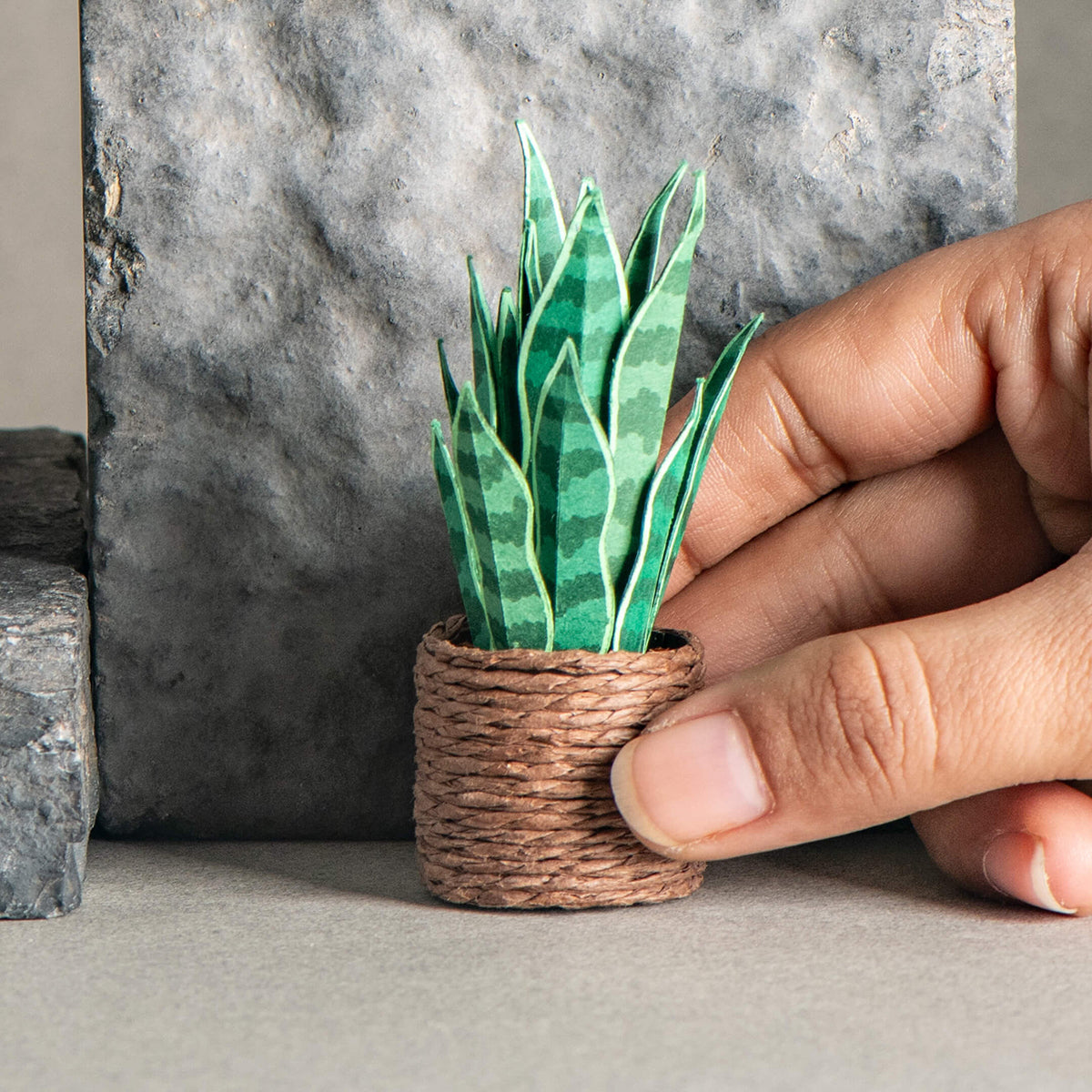 Snake Plant | Miniature Paper Plant