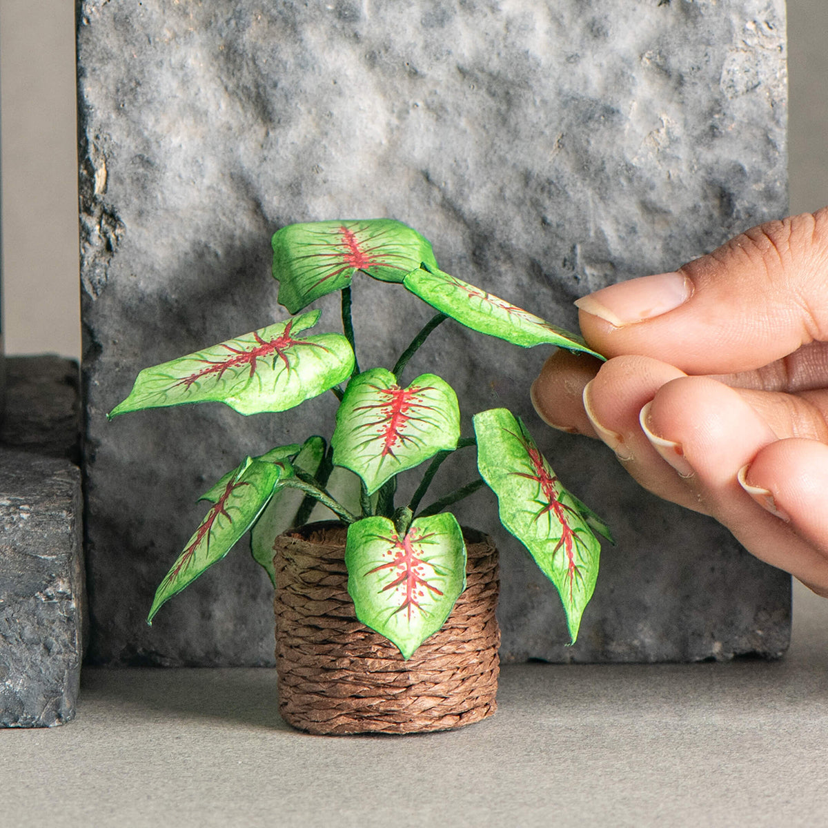 Caladium | Miniature Paper Plant