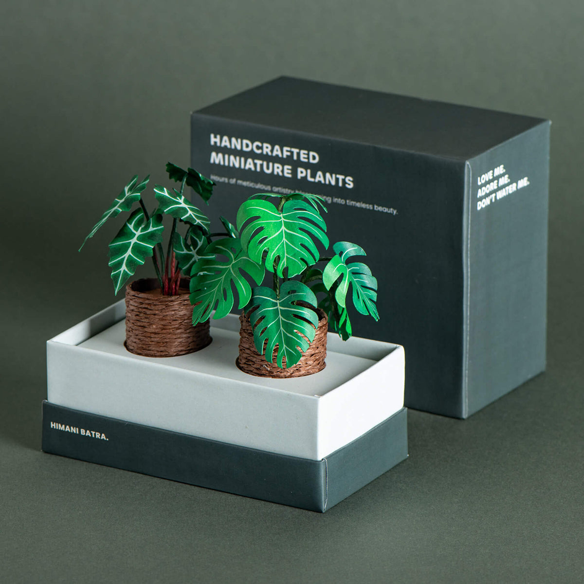 Alocasias Polly & Monstera | Set of 2 | Miniature Paper Plan