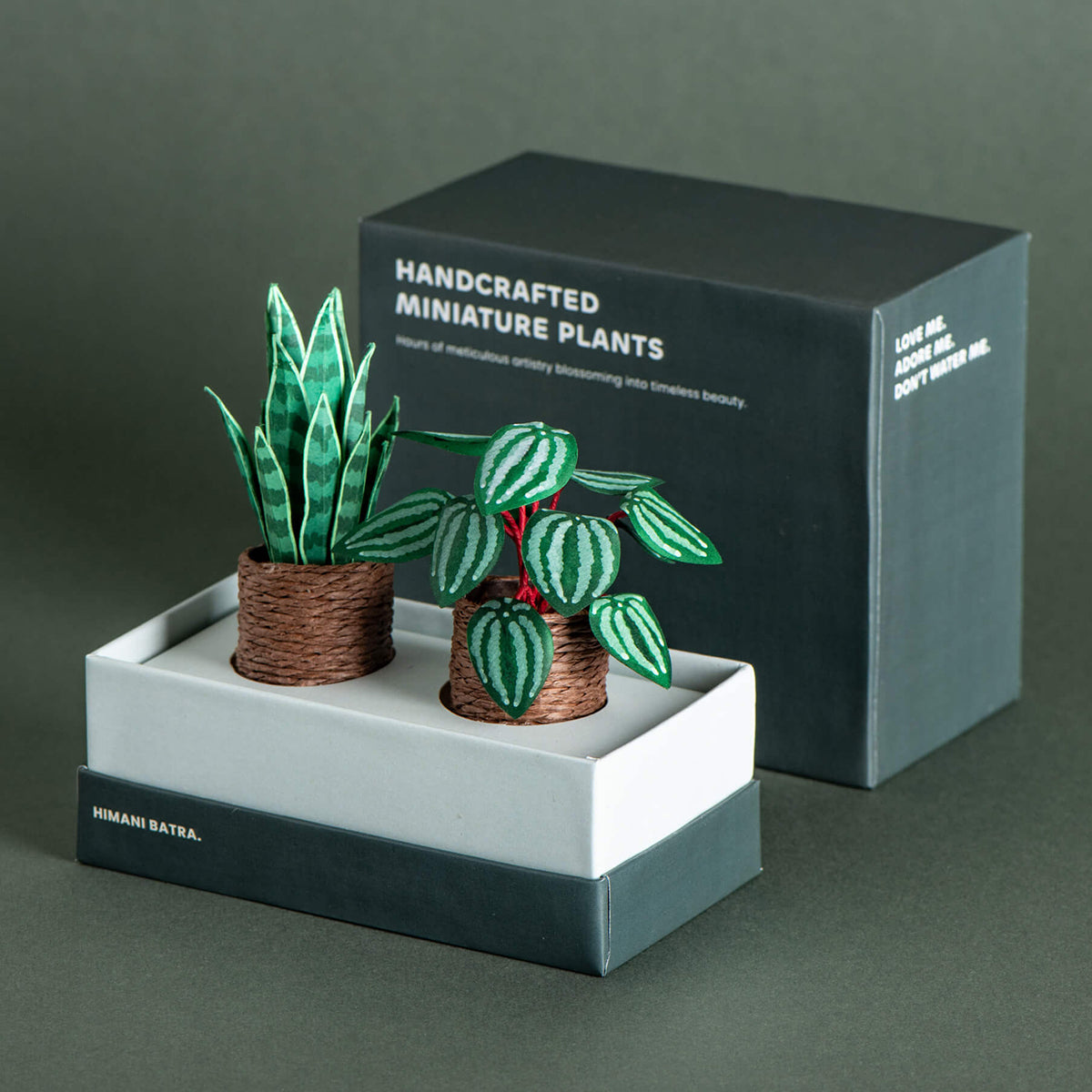 Snake Plant & Watermelon Peperomia | Set of 2 | Miniature Paper Plant