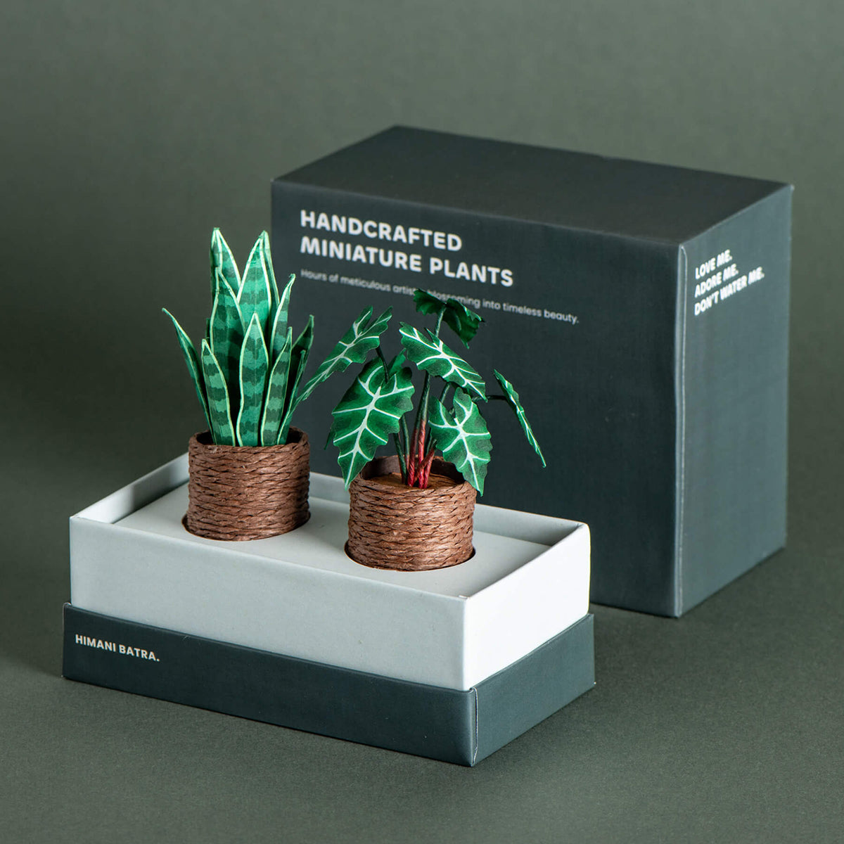 Snake Plant & Alocasias Polly| Set of 2 | Miniature Paper Plant