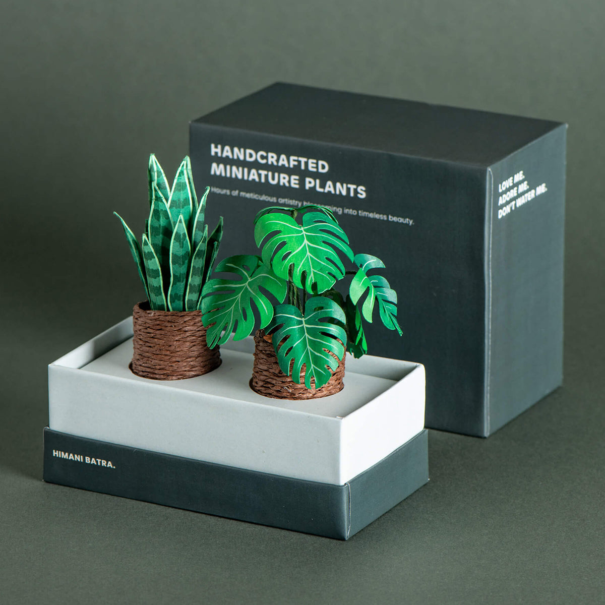 Snake Plant & Monstera | Set of 2 | Miniature Paper Plant