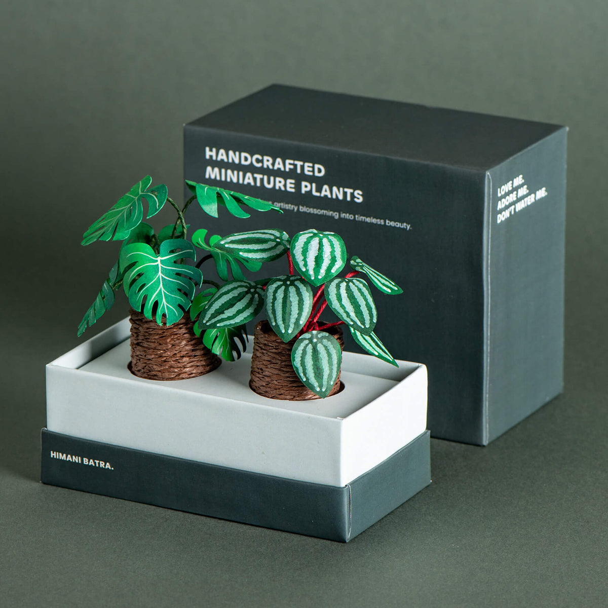 Monstera & Watermelon Peperomia| Set of 2 | Miniature Paper Plant