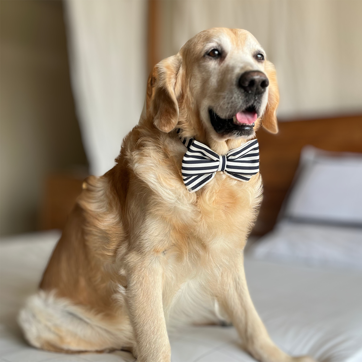 Dog Bow Tie| Medium