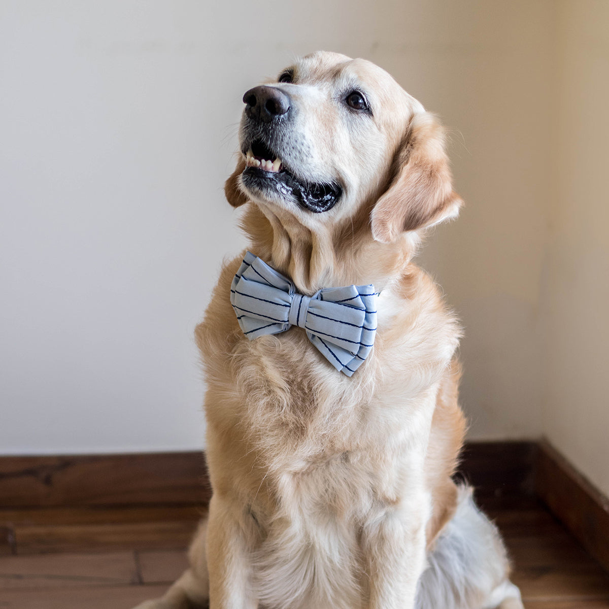 Dog Bow Tie| Large