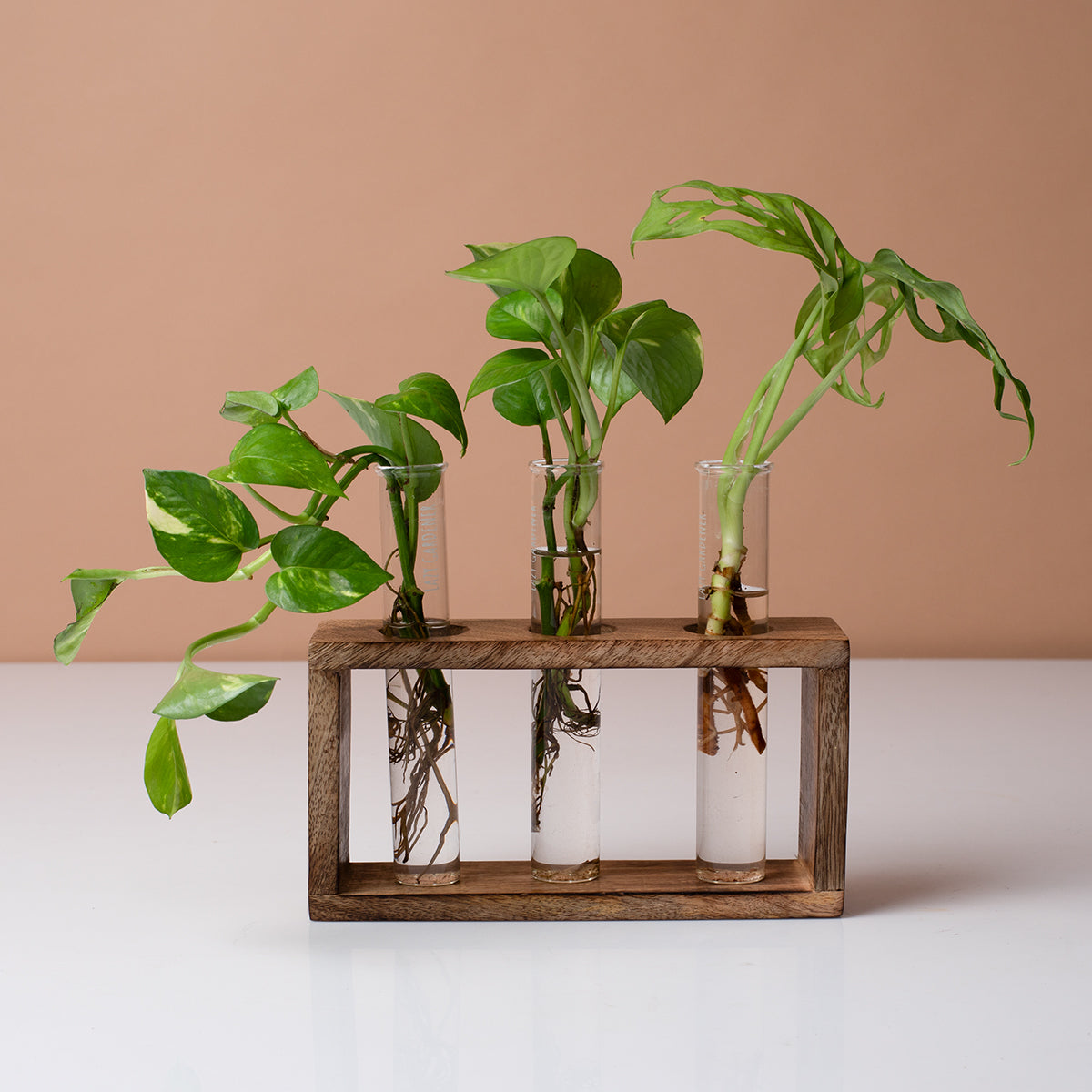 Wooden Test Tube Planter | Brown | 19 cm | 150 Pieces